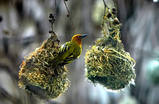 Suspended Swallow nests Photo by: Juanita Mulder, public domain https://pixabay.com/photos/swallow-bird-feathered-bird-nests-1700031/ 