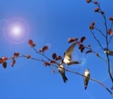 Swallows On A Branch Photo By: Mabel Amber, Still Incognito..., Public Domain Https://Pixabay.com/Photos/Swallow-Bird-Animal-Feeding-3956368/ 