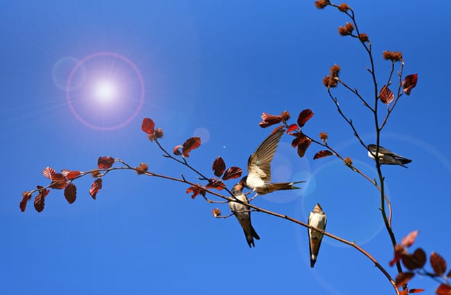 Swallows on a branch Photo by: Mabel Amber, still incognito..., public domain https://pixabay.com/photos/swallow-bird-animal-feeding-3956368/ 