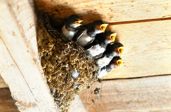 Bird babies waiting to &quot;swallow&quot; some breakfast! Photo by: Joachim_Marian_Winkler, public domain https://pixabay.com/photos/swallows-bird-s-nest-animal-bird-1367214/ 