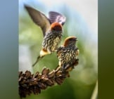 A Pair Of Beautiful Swallows Gathering Seedsphoto By: Ronald Glasscoe, Public Domainhttps://Pixabay.com/Photos/Swallows-Birds-Wildlife-3644256/