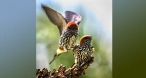 A pair of beautiful Swallows gathering seedsPhoto by: Ronald Glasscoe, public domainhttps://pixabay.com/photos/swallows-birds-wildlife-3644256/