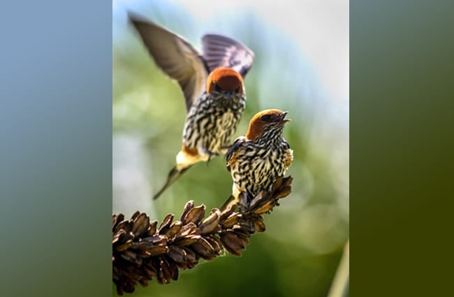 A pair of beautiful Swallows gathering seedsPhoto by: Ronald Glasscoe, public domainhttps://pixabay.com/photos/swallows-birds-wildlife-3644256/
