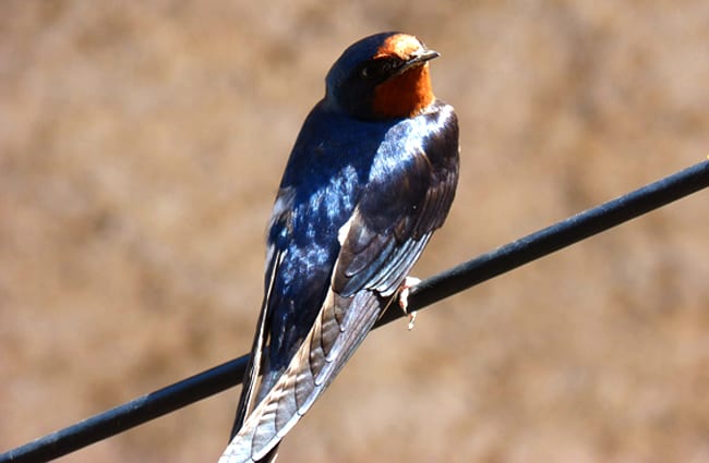 Swallow _ Hirundo Rustica Oreneta Photo by: Marc Pascual https://pixabay.com/photos/swallow-hirundo-rustica-oreneta-3342027/ 