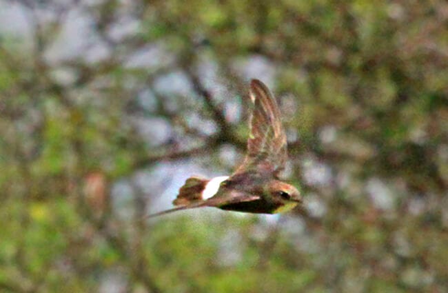 swift-description-habitat-image-diet-and-interesting-facts