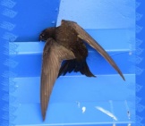 Black Swift Attempting To Roost Vertically On A Windowsill Photo By: Carol//Creativecommons.org/Licenses/By/2.0/