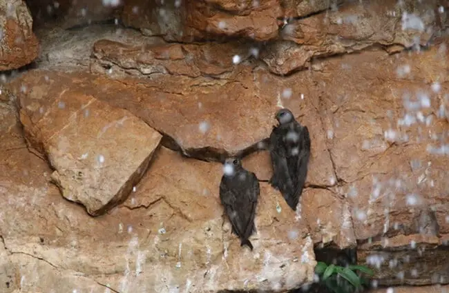 Great Dusky Swifts, roosting behind a waterfall in BrazilPhoto by: Donald Hobern//creativecommons.org/licenses/by/2.0/