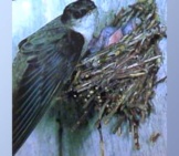 Chimney Swift Tending Her Chicks In Their Vertically-Built Nest. Photographed At Isle Royale National Park