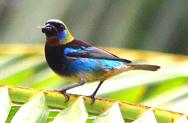 Golden-hooded Tanager Photo by: ryanacandee https://creativecommons.org/licenses/by/2.0/ 