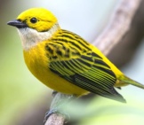 Silver-Throated Tanager Photo By: Hans Norelius Https://Creativecommons.org/Licenses/By/2.0/ 