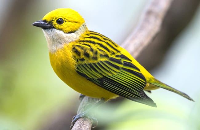 Silver-throated Tanager Photo by: Hans Norelius https://creativecommons.org/licenses/by/2.0/ 