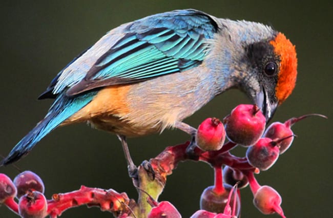 Scrub Tanager Photo by: Félix Uribe https://creativecommons.org/licenses/by/2.0/ 