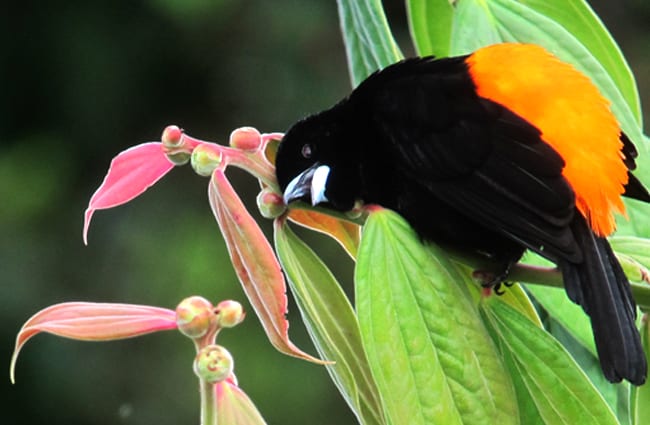 A stunning Flame-rumped Tanager Photo by: Félix Uribe https://creativecommons.org/licenses/by/2.0/ 