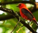 Scarlet Tanager Photo By: Cheepshot Https://Creativecommons.org/Licenses/By/2.0/ 