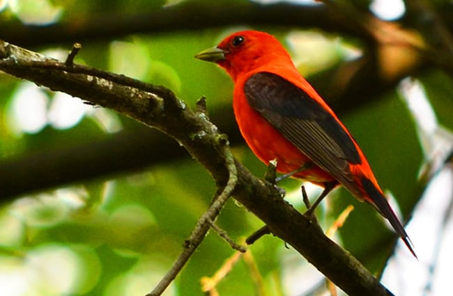 Scarlet Tanager Photo by: CheepShot https://creativecommons.org/licenses/by/2.0/ 