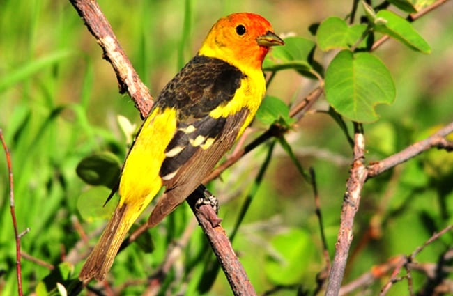 A beautiful Western Tanager, Photo by: Tom Koerner, USFWS Mountain-Prairie https://creativecommons.org/licenses/by/2.0/ 
