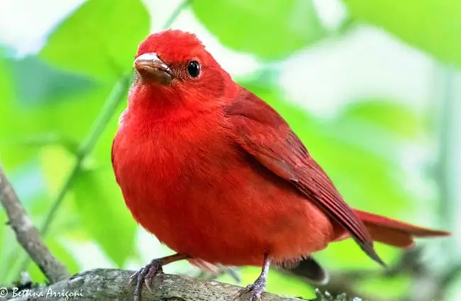 Summer Tanager Photo by: Bettina Arrigoni https://creativecommons.org/licenses/by/2.0/ 