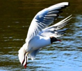 A Tern Coming In For A Water Landingphoto By: Mabel Amber, Still Incognito... Public Domainhttps://Pixabay.com/Photos/Tern-Sea-Bird-Animal-Wildlife-4206173/