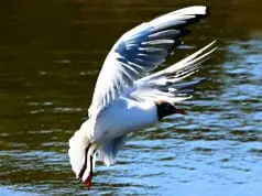 A Tern coming in for a water landingPhoto by: Mabel Amber, still incognito... public domainhttps://pixabay.com/photos/tern-sea-bird-animal-wildlife-4206173/