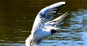 A Tern coming in for a water landingPhoto by: Mabel Amber, still incognito... public domainhttps://pixabay.com/photos/tern-sea-bird-animal-wildlife-4206173/