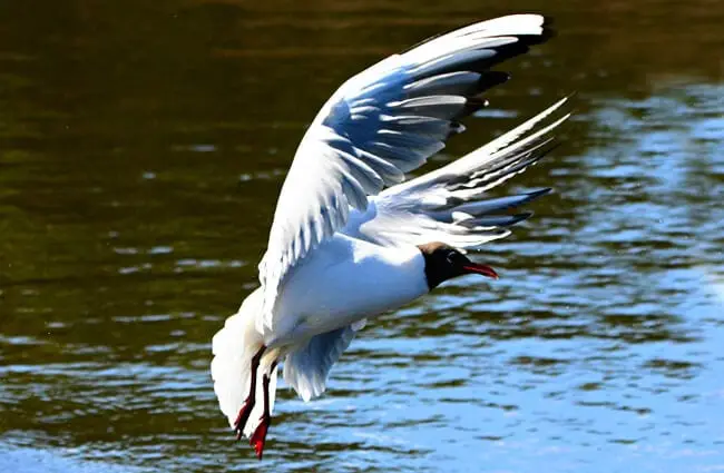 Крачка идет на посадку на водуФото: Мэйбл Эмбер, все еще инкогнито... общественное достояниеhttps://pixabay.com/photos/tern-sea-bird-animal-wildlife-4206173 /