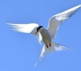 A Beautiful Arctic Tern Defending Its Territory Photo By: Lindsay Robinson Https://Creativecommons.org/Licenses/By-Sa/2.0/ 