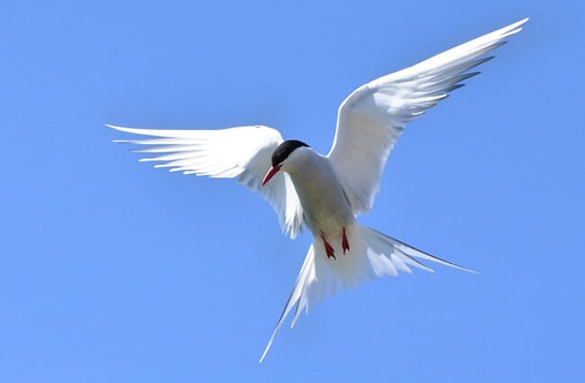A beautiful Arctic Tern defending its territory Photo by: Lindsay Robinson https://creativecommons.org/licenses/by-sa/2.0/ 