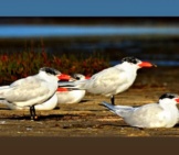 The Colorful Caspian Tern Photo By: Laurie Boyle Https://Creativecommons.org/Licenses/By-Sa/2.0/ 