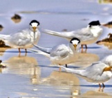 A Flock Of Ethereal Fairy Terns Photo By: Laurie Boyle Https://Creativecommons.org/Licenses/By-Sa/2.0/ 