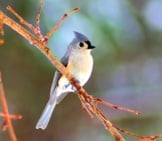 Winter-Tufted Titmouse On A Tree Branchphoto By: Mike Goad, Public Domainhttps://Pixabay.com/Photos/Winter-Tufted-Titmouse-Bird-Tufted-3777825/