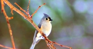 Winter-tufted Titmouse on a tree branchPhoto by: Mike Goad, public domainhttps://pixabay.com/photos/winter-tufted-titmouse-bird-tufted-3777825/