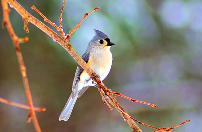 Winter-tufted Titmouse on a tree branchPhoto by: Mike Goad, public domainhttps://pixabay.com/photos/winter-tufted-titmouse-bird-tufted-3777825/