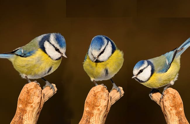 A trio of Titmice 