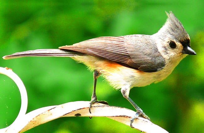 Tiny Tufted Titmouse Photo by: skeeze, public domain https://pixabay.com/photos/tufted-titmouse-bird-nature-981639/ 