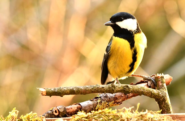 Titmouse in the garden Photo by: Federico Maderno, public domain https://pixabay.com/photos/titmouse-bird-forest-nature-yellow-4061902/ 