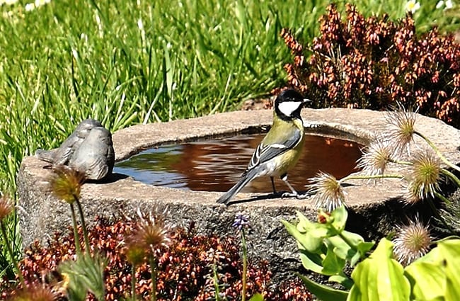 Синица в купальне для птиц. Фото: Стин Джепсен, общественное достояние https://pixabay.com/photos/bird-bird-bath-titmouse-expensive-1386579/