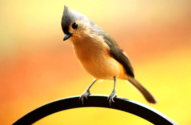 Tufted Titmouse on a garden fence Photo by: CJ, public domain https://pixabay.com/photos/tufted-titmouse-crested-bird-1963504/ 