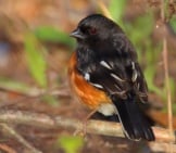 Eastern Towhee Photo By: Scott Heron Https://Creativecommons.org/Licenses/By-Sa/2.0/ 