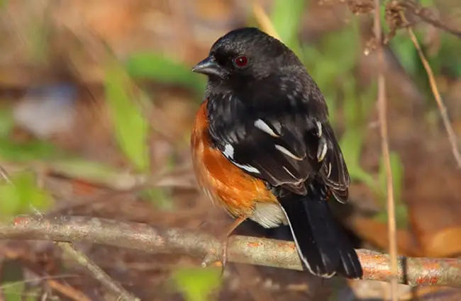 Eastern Towhee Photo by: Scott Heron https://creativecommons.org/licenses/by-sa/2.0/ 