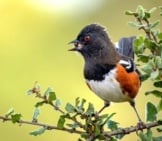 Spotted Towhee Picking Up Some Lunchphoto By: Becky Matsubarahttps://Creativecommons.org/Licenses/By-Sa/2.0/