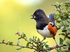 Spotted Towhee picking up some lunchPhoto by: Becky Matsubarahttps://creativecommons.org/licenses/by-sa/2.0/