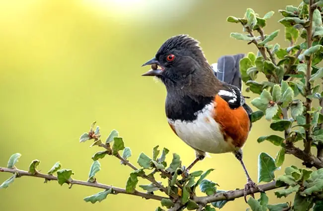 Spotted Towhee picking up some lunchPhoto by: Becky Matsubarahttps://creativecommons.org/licenses/by-sa/2.0/