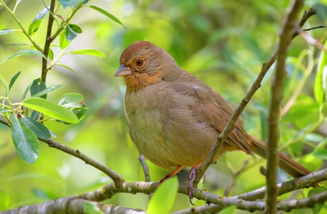 A pretty California Towhee Photo by: Becky Matsubara https://creativecommons.org/licenses/by-sa/2.0/ 