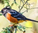 Spotted Towhee Balanced In A Pine Tree Photo By: Becky Matsubara Https://Creativecommons.org/Licenses/By-Sa/2.0/ 