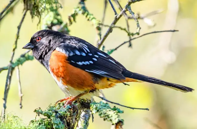 Spotted Towhee balanced in a pine tree Photo by: Becky Matsubara https://creativecommons.org/licenses/by-sa/2.0/ 