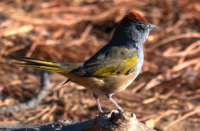 Portrait of a Green-tailed Towhee Photo by: Eric Gropp https://creativecommons.org/licenses/by-sa/2.0/ 