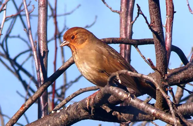 Towhee in a winter plumb tree Photo by: caligula1995 https://creativecommons.org/licenses/by-sa/2.0/ 