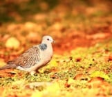 Spotted Turtle Dove On A Sunny Afternoon Photo By: Ruben Alexander Https://Creativecommons.org/Licenses/By-Sa/2.0/ 
