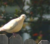 Ringed Turtle Dove On The Backyard Fence Photo By: Shogun_X Https://Creativecommons.org/Licenses/By-Sa/2.0/ 