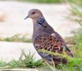 Oriental Turtle Dove At The River&#039;S Edge Photo By: Sham Edmond Https://Creativecommons.org/Licenses/By-Sa/2.0/ 